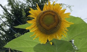 はるかのひまわりが開花しました🌻