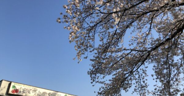 桜の木🌸さん、ありがとう！