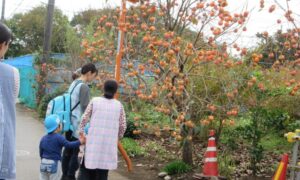 １１月５日のさくらんぼさん🍒