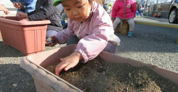 チューリップの球根を植え付けました🌷(１２月１８日)