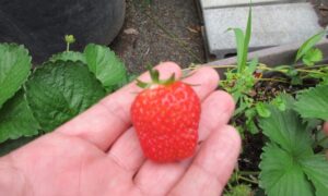 赤くなったよ🍓（５月１９日）