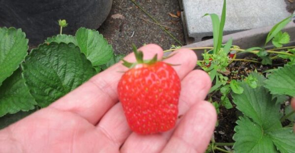 赤くなったよ🍓(5月19日)
