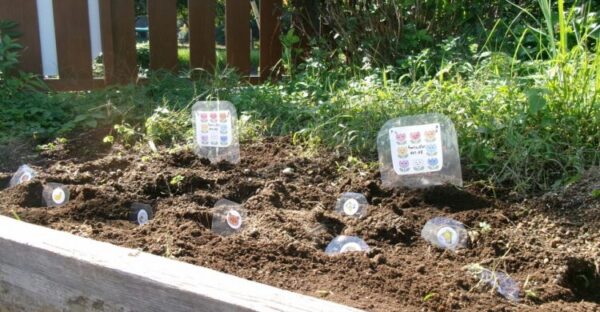 春が待ち遠しい～♡(１０月３０日)