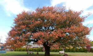 秋の紅葉狩り？