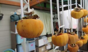 干し柿作りに挑戦しました!