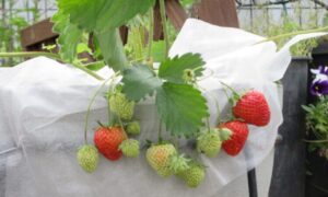 念願のっ♡（５月８日）